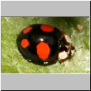Harmonia axyridis - Asiatischer Marienkaefer 51b.jpg